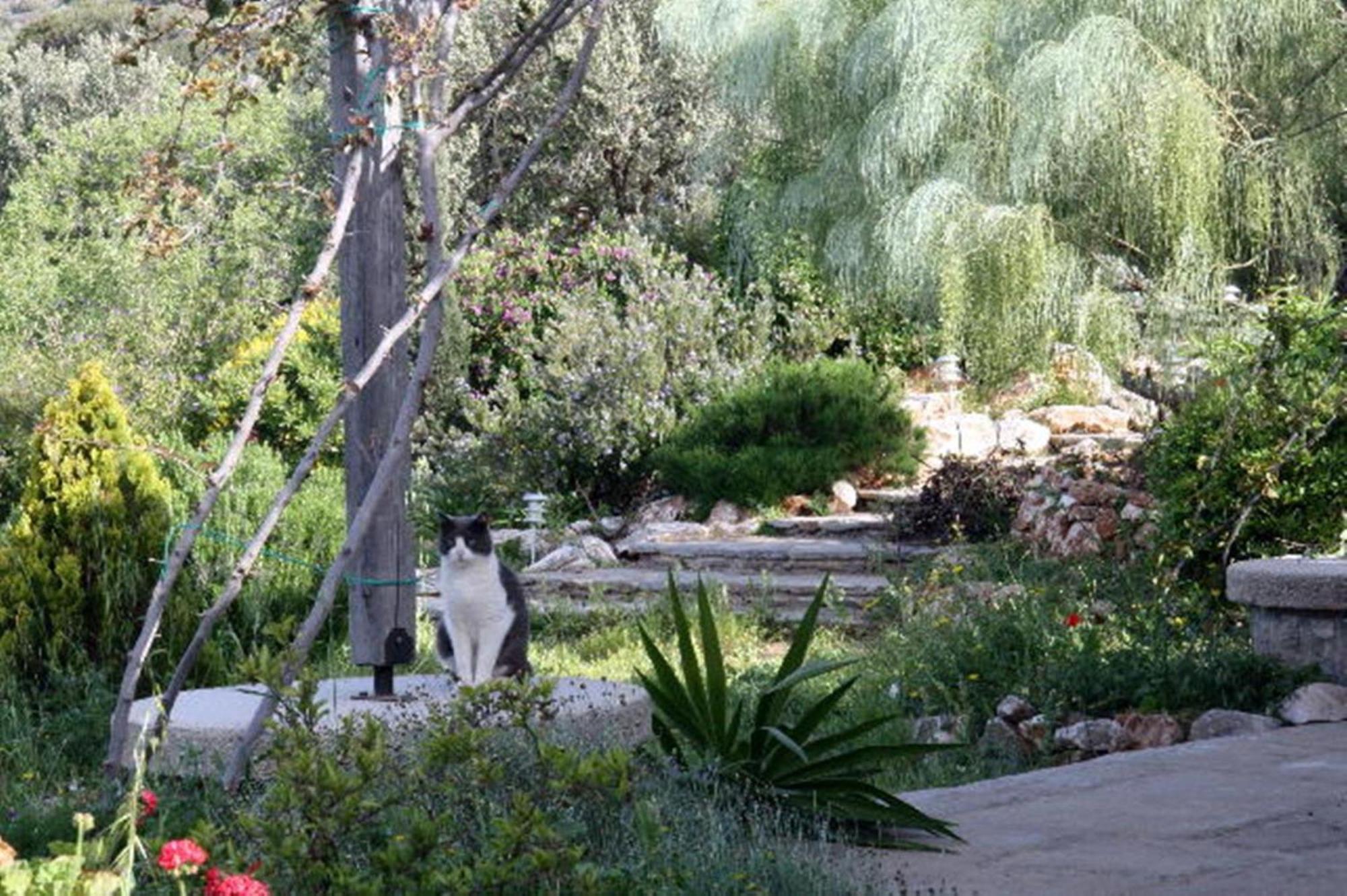 To The Garden Konuk evi Angairiá Dış mekan fotoğraf